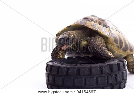 Greek Land Tortoise, Testudo Hermanni, White Studio Background