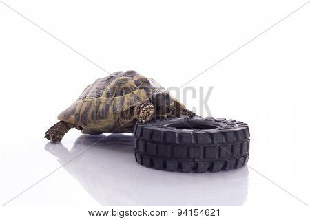 Greek Land Tortoise, Testudo Hermanni, White Studio Background