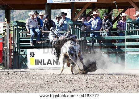 MERRITT B.C. CANADA - May 30 2015: Bull rider riding in the first round of The 3nd Annual Ty Pozzobon Invitational PBR Event.