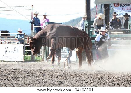 MERRITT B.C. CANADA - May 30 2015: Bull rider riding in the first round of The 3rd Annual Ty Pozzobon Invitational PBR Event.
