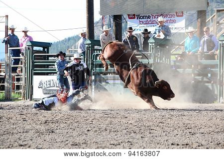 MERRITT B.C. CANADA - May 30 2015: Bull rider riding in the first round of The 3rd Annual Ty Pozzobon Invitational PBR Event.