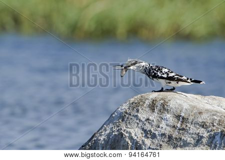 Pied Kingfisher In Pottuvil, Sri Lanka