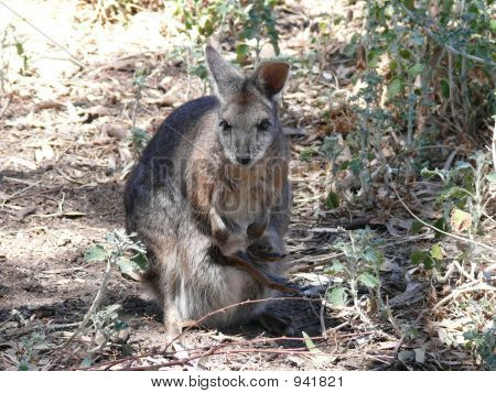 Tammar Wallaby