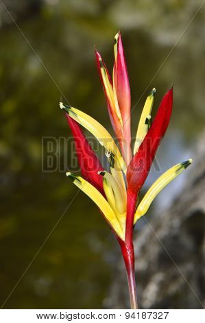 Heliconia psittacorum flower