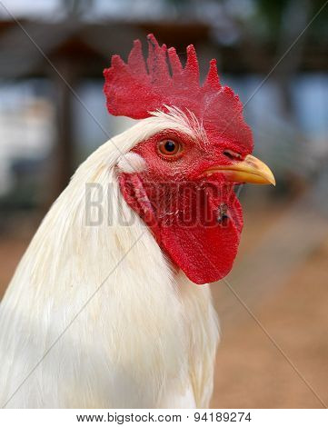 Cock