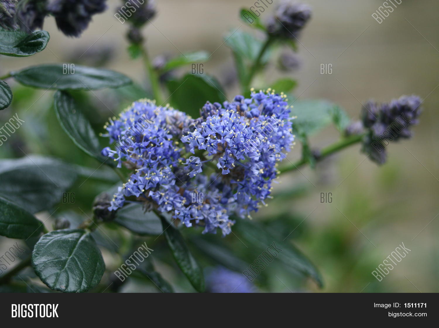 Image Preview