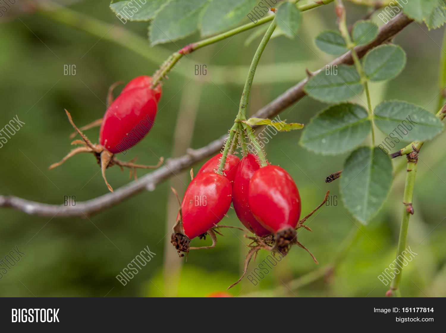 Close Rose Hips North Image & Photo (Free Trial) Bigstock