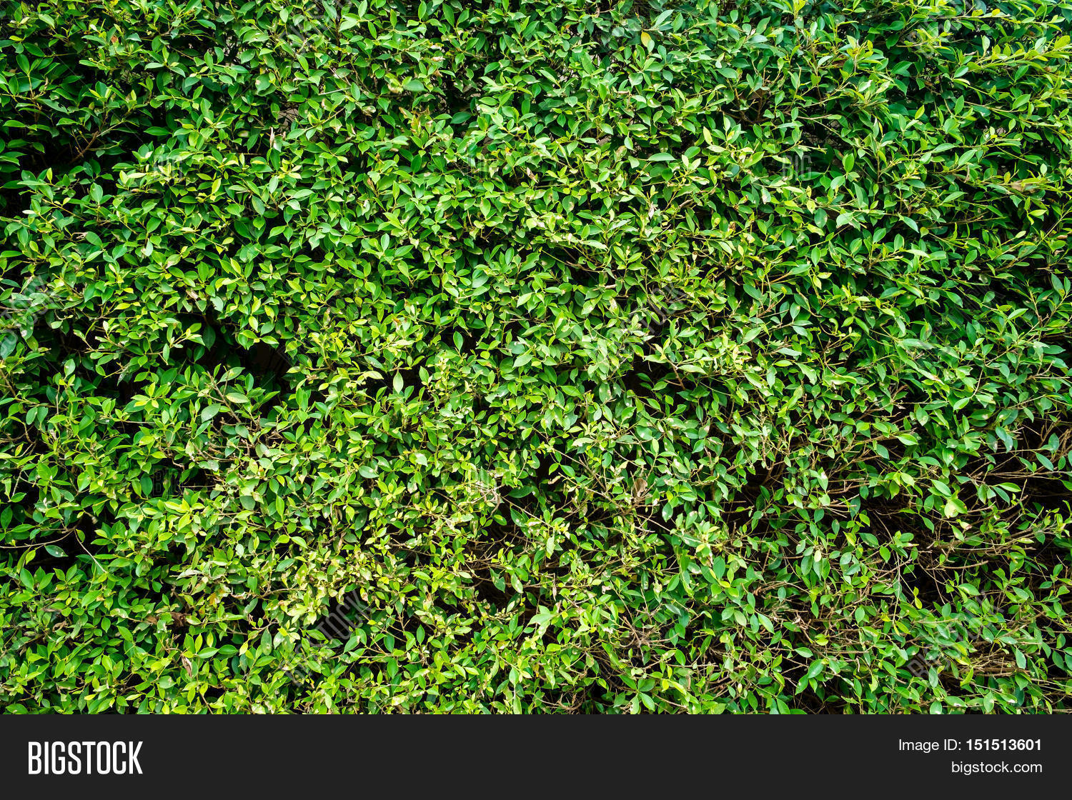 Green Shrubbery Wall Image & Photo (Free Trial) Bigstock