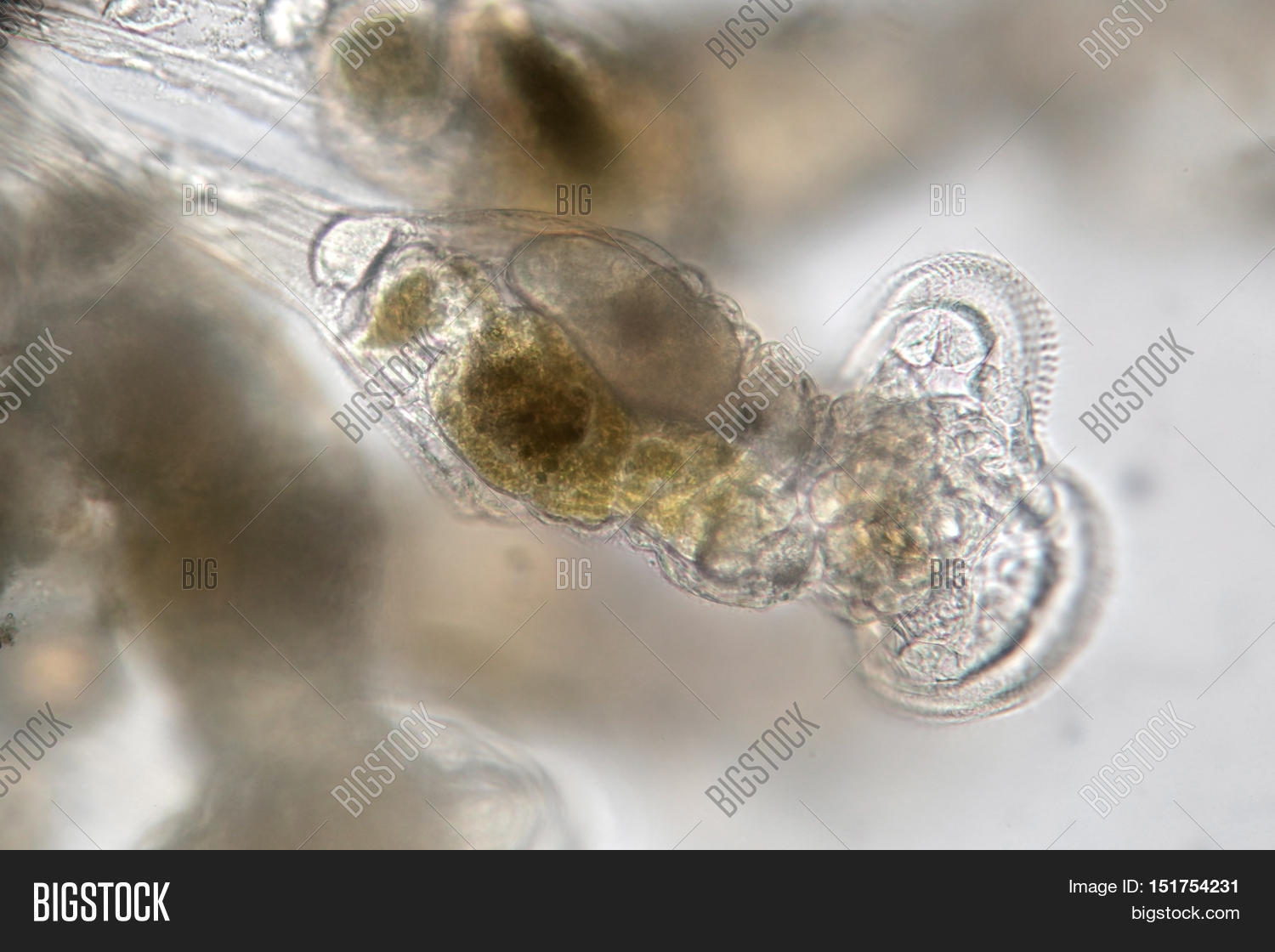 freshwater rotifer image photo