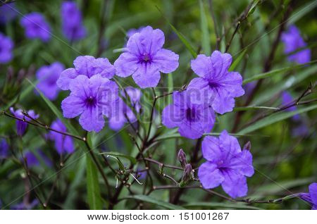 The blossoming ruellia brittoniana flowers closeup in garden