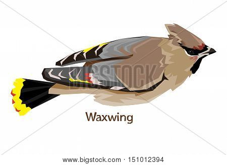 bird vector, vector illustration isolated bird. bird flying, bird Waxwing.