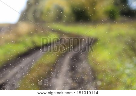 a flock of pesky midges winds in the air at the village road