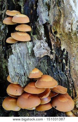 Two groups of Sheathed Woodtuft or Kuehneromyces mutabilis mushrooms on old willow stamp close up view