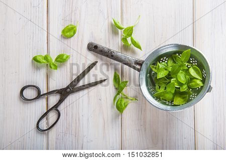 Fresh Basil Leaves In A Drainer