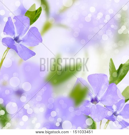 Beautiful flowers on beautiful bokeh background, with color filter