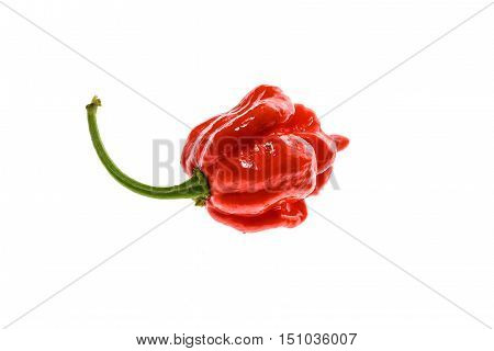 Fresh Ripe Trinidad Scorpion Moruga Hot Chili Pepper.