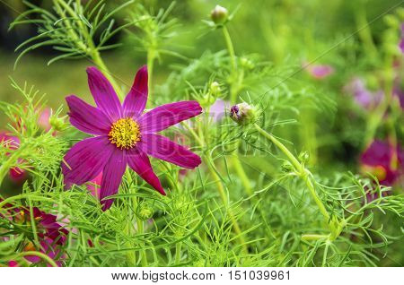 The blossoming galsang flower closeup in garden