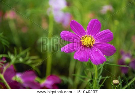 The blossoming galsang flower closeup in garden