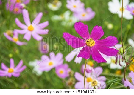 The blossoming colorful galsang flowers closeup in garden