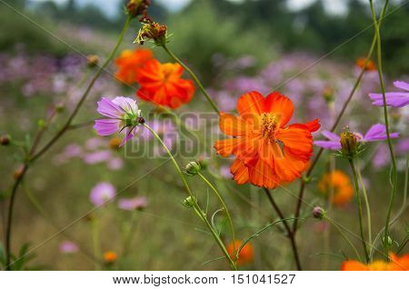 The blossoming colorful galsang flowers closeup in garden