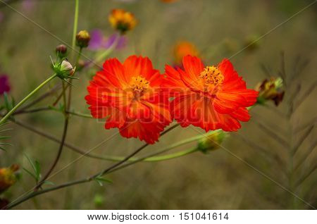 The blossoming colorful galsang flowers closeup in garden