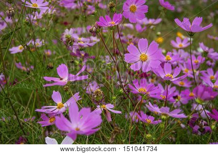 The blossoming colorful galsang flowers closeup in garden
