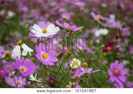 The blossoming colorful galsang flowers closeup in garden