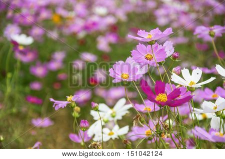 The blossoming colorful galsang flowers closeup in garden