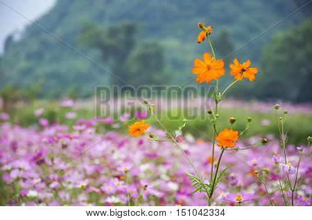 The blossoming colorful galsang flowers closeup in garden