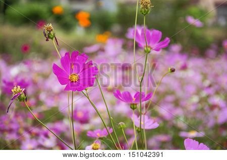 The blossoming colorful galsang flowers closeup in garden