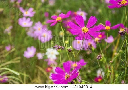 The blossoming colorful galsang flowers closeup in garden