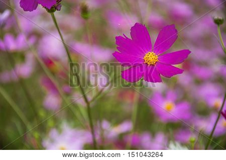 The blossoming colorful galsang flowers closeup in garden