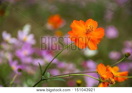 The blossoming colorful galsang flowers closeup in garden