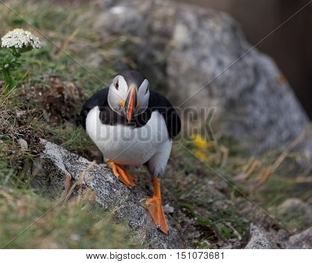 Atlantic Puffin standing on a rock, Newfoundland, Canada.