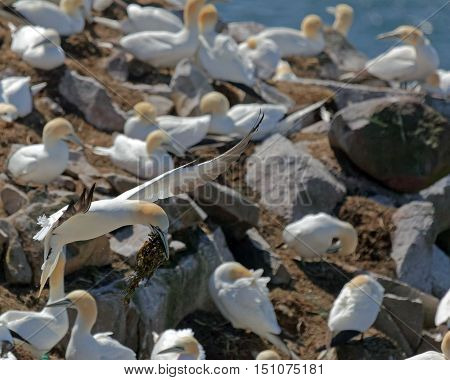 Northern gannet in flight with nesting materials.