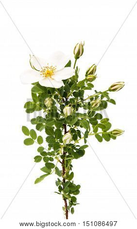 White Dog rose isolated on white background