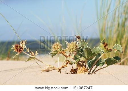 mikołajek nadmorski (Eryngium maritimum) na wybrzeżu morza bałtyckiego