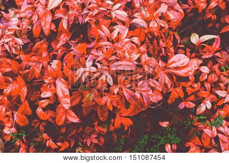 autumn leaves raster in the garden background