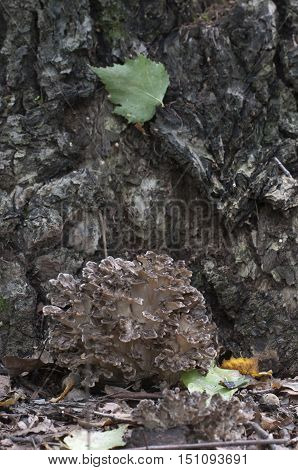 Grifola frondosa edible polyporus mushroom whidele khown in Far East and North America.