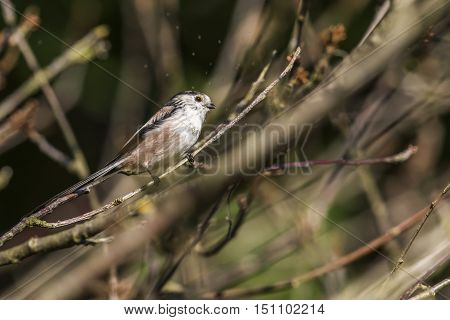 Long-tailed Bushtit (aegithalos Caudatus)