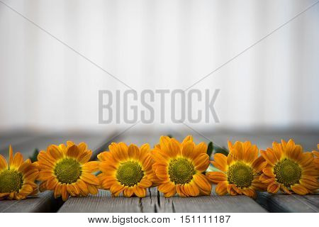 orange flowers laying down on the wooden porch with white background