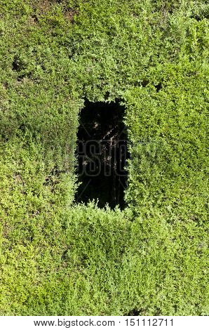 Green wall. Detail of lopped Thuja hedge. Picture taken in Cecilio Rodriguez's Garden Retiro Park Madrid Spain