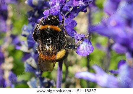A Buff Tailed Bumblebee on a lavender flower