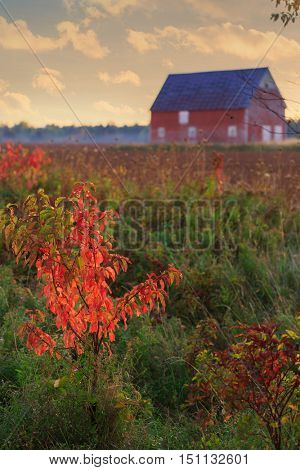Brilliant fall foliage of a small pin cherry tree with a barn and plowed field in the distance.