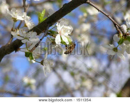 Jarní kvetoucí třešeň