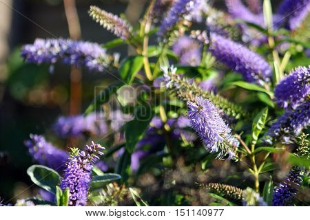 A buddleia or butterfly bush in a garden
