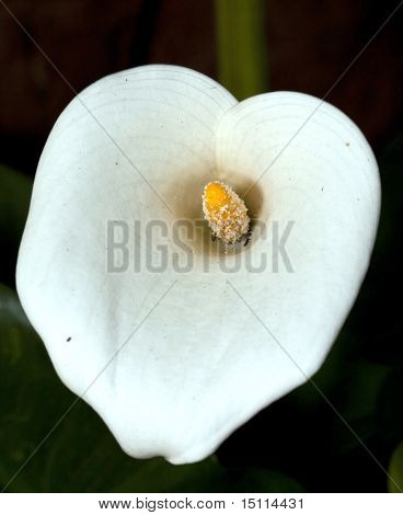 Arum lily