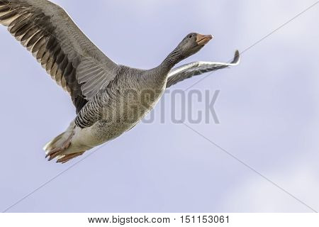 Close up of a greylag goose (Anser anser) flying overhead. Natural copy space.