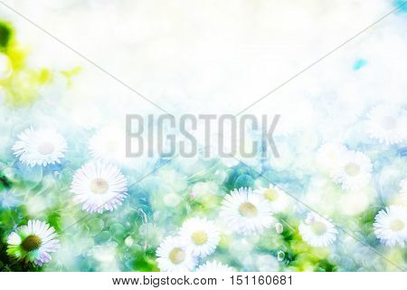 Wildflowers daisies. Camomiles in green grass close up