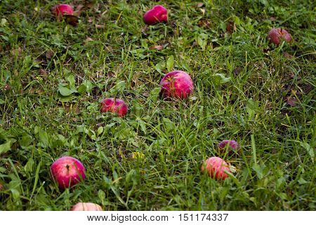 Apple tree and apples/Fallen apples on ground/grass